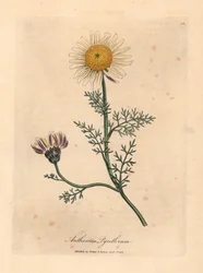 Vit och gul spansk kamomill, Anthemis pyrethrum, från en botanisk illustration av James Sowerby från William Woodville och Sir William Jackson Hookers "Medical Botany" 1832 (handfärgad kopparstick)