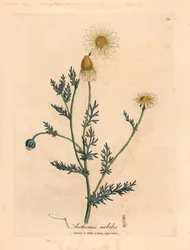 Vit och gulblommig kamomill, Anthemis nobilis, från en botanisk illustration av James Sowerby från William Woodville och Sir William Jackson Hookers "Medical Botany" 1832 (handfärgad kopparstick)