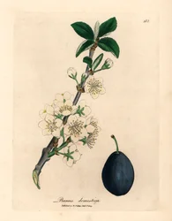 Vit blomma och frukt från plommon- eller plommonträdet, Prunus domestica, från en botanisk illustration av James Sowerby från William Woodville och Sir William Jackson Hookers "Medical Botany" 1832 (handfärgad kopparstick)