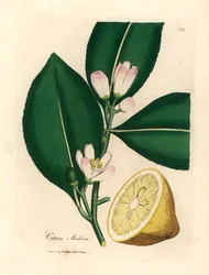 Vita blommor och mogen fruktsegment av citronträdet, Citrus medica, från en botanisk illustration av James Sowerby från William Woodville och Sir William Jackson Hookers "Medical Botany" 1832 (handfärgad kopparstick)