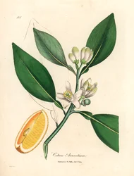 Vita blommor och mogen fruktsegment av apelsinträdet, Citrus aurantium, från en botanisk illustration av James Sowerby från William Woodville och Sir William Jackson Hookers "Medical Botany" 1832 (handfärgad kopparstick)
