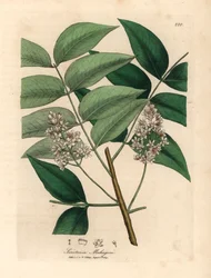 Vittblommigt mahognyträd, Swietenia mahogani, från en botanisk illustration av James Sowerby från William Woodville och Sir William Jackson Hookers "Medical Botany" 1832 (handfärgad kopparstick)