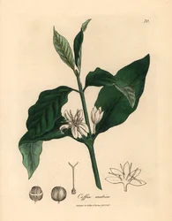 Vit blomma, löv och böna från kaffeplantan, Coffea arabica, från en botanisk illustration av James Sowerby från William Woodville och Sir William Jackson Hookers "Medical Botany" 1832 (handfärgad kopparstick)