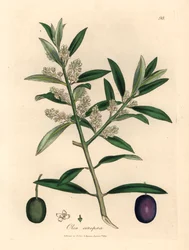 Vitblommigt europeiskt olivträd med frukt, Olea europaea, från en botanisk illustration av James Sowerby från William Woodville och Sir William Jackson Hookers "Medical Botany" 1832 (handfärgad kopparstick)