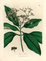 Vitblommigt kryddträd, Myrtus pimenta, från en botanisk illustration av James Sowerby från William Woodville och Sir William Jackson Hookers "Medical Botany" 1832 (handfärgad kopparstick)