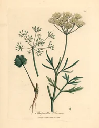 Vitblommig anis, Pimpinella anisum, från en botanisk illustration av James Sowerby från William Woodville och Sir William Jackson Hookers "Medical Botany" 1832 (handfärgad kopparstick)