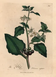 Vitblommig, svartbärig trädgårdsnattskatta, Solanum nigrum, efter en botanisk illustration av James Sowerby ur William Woodvilles och Sir William Jackson Hookers "Medical Botany" 1832