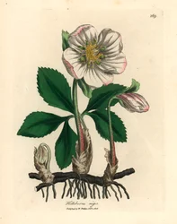 Vitblommig svart julros eller julros, Helleborus niger, efter en botanisk illustration av James Sowerby ur William Woodvilles och Sir William Jackson Hookers "Medical Botany" 1832