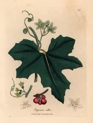 Vitblommig bryony, Bryonia alba, från en botanisk illustration av James Sowerby från William Woodville och Sir William Jackson Hookers "Medical Botany" 1832 (handfärgad kopparstick)