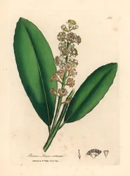 Vitblommigt körsbärslagerträd, Prunus laurocerasus, från en botanisk illustration av James Sowerby från William Woodville och Sir William Jackson Hookers "Medical Botany" 1832 (handfärgad kopparstick)