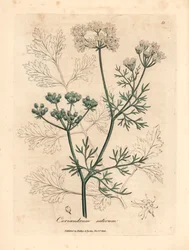 Vitblommig koriander, Coriandrum sativum, från en botanisk illustration av James Sowerby från William Woodville och Sir William Jackson Hookers "Medical Botany" 1832 (handfärgad kopparstick)