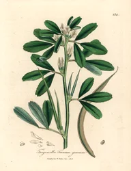 Vitblommig bockhornsklöver med fröskida, Trigonella foenum graecum, från en botanisk illustration av James Sowerby från William Woodville och Sir William Jackson Hookers "Medical Botany" 1832 (handfärgad kopparstick)