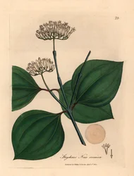 Vitblommig giftnöt, Strychnos nux vomica, från en botanisk illustration av James Sowerby från William Woodville och Sir William Jackson Hookers "Medical Botany" 1832 (handfärgad kopparstick)