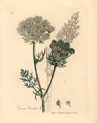 Vitblommig vild morotsväxt, Daucus carota, från en botanisk illustration av James Sowerby från William Woodville och Sir William Jackson Hookers "Medical Botany" 1832 (handfärgad kopparstick)