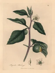 Vitblommiga vinterkörsbär, Physalis alkekengi, från en botanisk illustration av James Sowerby från William Woodville och Sir William Jackson Hookers "Medical Botany" 1832 (handfärgad kopparstick)