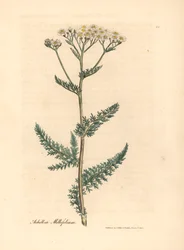 Vitblommig rölleka eller milfoil, Achillea millefolium, från en botanisk illustration av James Sowerby från William Woodville och Sir William Jackson Hookers "Medical Botany" 1832 (handfärgad kopparstick)
