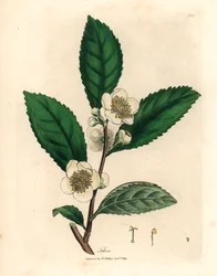 Vita blommor och gröna teblad, Thea bohea, Camellia sinensis, från en botanisk illustration av James Sowerby från William Woodville och Sir William Jackson Hookers "Medical Botany" 1832 (handfärgad kopparstick)