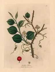 Vita blommor, rankor och röda bär av kinesisk smilax, från en botanisk illustration av James Sowerby från William Woodville och Sir William Jackson Hookers "Medical Botany" 1832 (handfärgad kopparstick)