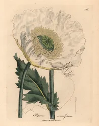 Vit vallmo, Papaver somniferum, från en botanisk illustration av James Sowerby från William Woodville och Sir William Jackson Hookers "Medical Botany" 1832 (handfärgad kopparstick)