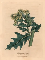 Gulblommigt bolmört, Hyoscyamus niger, efter en botanisk illustration av James Sowerby ur William Woodvilles och Sir William Jackson Hookers "Medical Botany" 1832