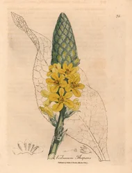 Gulblommande stor bredbladig mullein, Verbascum thapsus, från en botanisk illustration av James Sowerby från William Woodville och Sir William Jackson Hookers "Medical Botany" 1832 (handfärgad kopparstick)