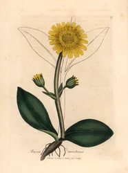 Gulblommig bergsarnica, Arnica montana, från en botanisk illustration av James Sowerby från William Woodville och Sir William Jackson Hookers "Medical Botany" 1832 (handfärgad kopparstick)