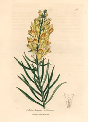 Gulblommig snapdragon, Antirrhinum linaria, från en botanisk illustration av James Sowerby från William Woodville och Sir William Jackson Hookers "Medical Botany" 1832 (handfärgad kopparstick)