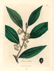 Gulblommiga söta lagerblad, Laurus nobilis, från en botanisk illustration av James Sowerby från William Woodville och Sir William Jackson Hookers "Medical Botany" 1832 (handfärgad kopparstick)