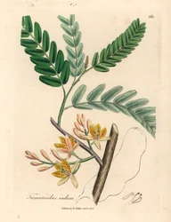 Gulblommigt tamarindträd, Tamarindus indica, från en botanisk illustration av James Sowerby från William Woodville och Sir William Jackson Hookers "Medical Botany" 1832 (handfärgad kopparstick)