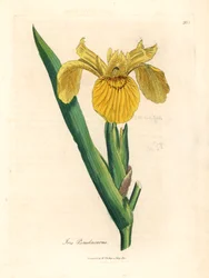 Gul vattenflagga, Iris pseudocorus, från en botanisk illustration av James Sowerby från William Woodville och Sir William Jackson Hookers "Medical Botany" 1832 (handfärgad kopparstick)