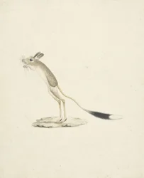 Jerboa nr 4 (wc över grafit på papper)