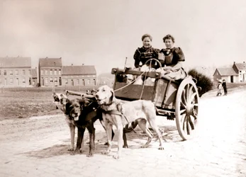 Hundar drar kvinnor på en kärra, Antwerpen, 1898.
