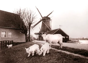 Getter, Laandam, Nederländerna, 1898.