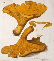 Kantarell