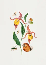 Lady#039;s slipper orchid