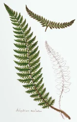 "Polipodium aculeatum", nu Polystichum achuleatum, en vanlig ormbunke i fuktiga skogar över hela de brittiska öarna, från "Filices Brittanicae; an History of the British Proper Ferns", 1785
