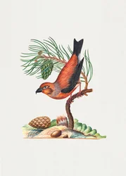 Rödkorsnäbb
