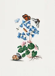 Dvärgprimula
