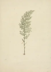 Arundinaria alpin K. Schum. (African Bamboo): färdig ritning av vana med rötter