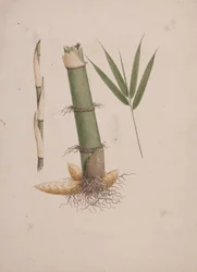Arundinaria alpina K. Schum. (African Bamboo): färdig ritning av sektioner av stjälk och av skott med löv