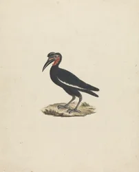 Bocorvus abyssinicus (Abyssinisk marknuthornsfågel)