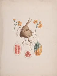 Coccinia abyssinica (Lam.): färdig teckning, fruktknöl och detalj