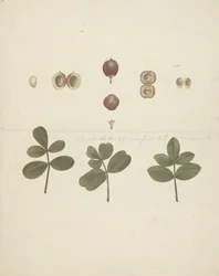 Commiphora gileadensis (L.) C. Chr. (Gileadbalsam, Opobalsam): färdig teckning av frukt, dissekerade frukter och löv