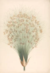 Cyperus papyrus L. (Papyrus Sedge): färdig teckning av blomställning
