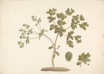 Euphorbia helioscopia L. (Sun Spurge): färdig teckning av blommande växt med detaljer om blommor och blad och frukt