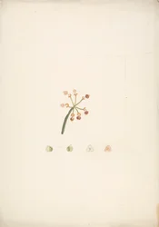 Euphorbia nubica N.E. Br. (Nubian Spurge): färdig teckning av blommande och fruktskott, med detaljer om blomdissektioner