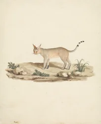 Startat Lynx