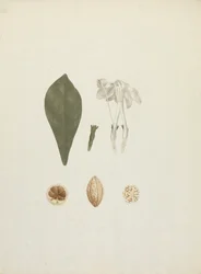 Gardenia ternifolia Schum.& Thonn. (Jovis-Tonantis): färdig ritning med ytterligare detalj av frukt