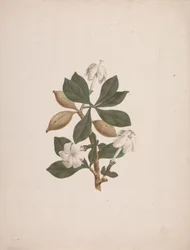 Gardenia ternifolia Schum.& Thonn. (Wild Gardenia): färdig teckning