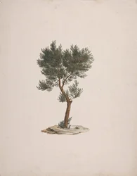 Juniperus Procera Endl. (African Pencil Cedar): Färdig ritning av trädens vana